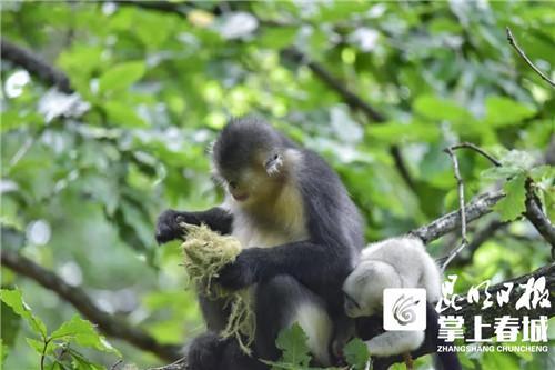 ���z���������ϯ�(w��n)���ϑc������W(w��ng)�t����Ŀ�ĵ�