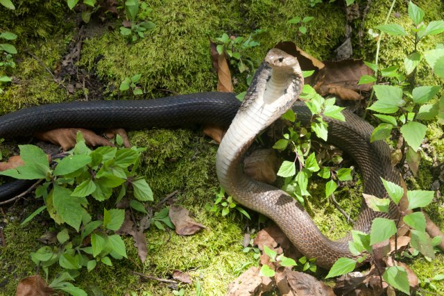 昆明動(dòng)物研究所 昆明動(dòng)物研究所